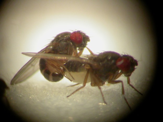 Muszki Drosophila pseudoobscura w trakcie eksperymentu &nbsp; /University of Exeter