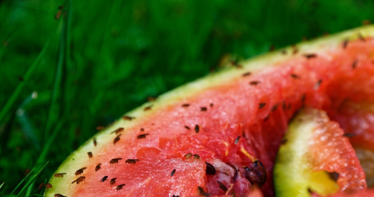 Muszki owocówki mogą być niezwykle irytujące. Psujące się owoce to dla nich prawdziwy raj. /123RF/PICSEL