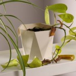 Muszki wciąż latają wokół doniczek? Ten domowy oprysk rozwiąże problem