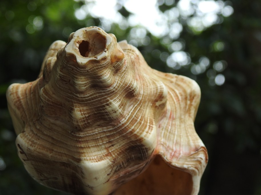 Muszla ślimaka morskiego Turbinella pyrum /Shutterstock