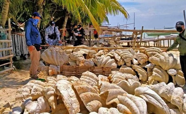 Muszle giganty. Na Filipinach udaremniono ich przemyt