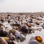 Muszle na plaży. Skąd się biorą i jak naukowcy określają ich wiek? 