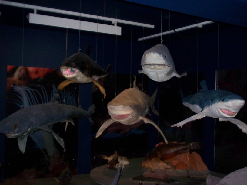Muzeum Marynistyczne może się pochwalić dużą kolekcją zwierząt morskich &nbsp; /Ewa Gajewska /Styl.pl