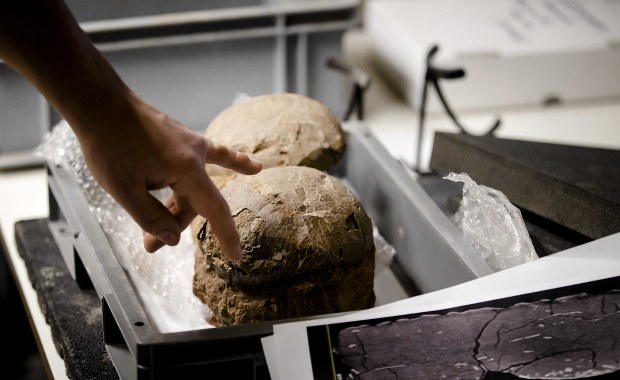 Muzeum skanuje jaja dinozaurów. Szuka embrionu