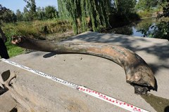 Muzeum w Wodzisławiu Śląskim prezentuje nowy nabytek - cios mamuta