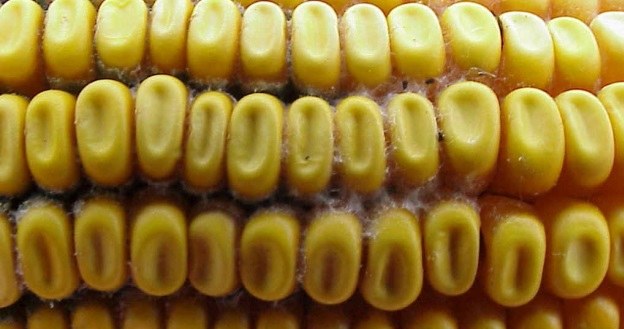 Mykotoksyny to substancje wytwarzane przez grzyby atakujące m.in. kukurydzę /AFP