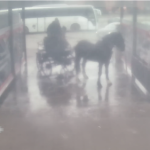 Myli konia na myjni ręcznej. Namierzyła ich policja