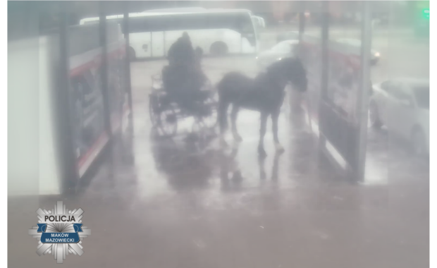 Myli konia na myjni ręcznej. Policja ustala, czy doszło do znęcania się nad zwierzęciem