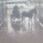 Myli konia na myjni samochodowej. Prokuratura umorzyła postępowanie