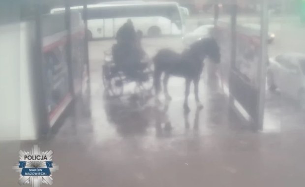 Myli konia na myjni samochodowej. Prokuratura umorzyła postępowanie