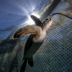 Myliliśmy się co do plastiku. Wystarczy niewiele, by skończyło się śmiercią