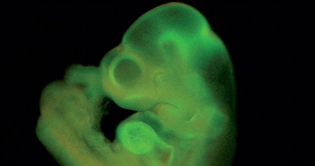 Mysi zarodek z komórkami uzyskanymi metodą STAP (Fot. Haruko Obokata) /materiały prasowe