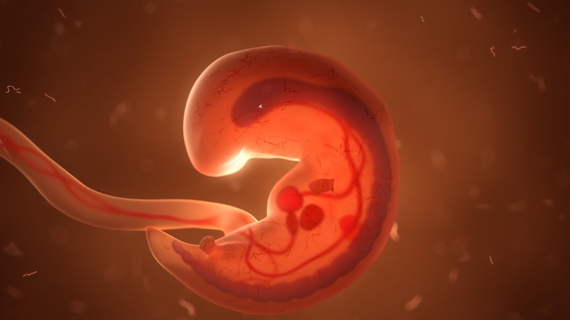 Mysie embriony bez udziały komórek jajowych i plemników udało się stworzyć dwu grupom badaczy /123RF/PICSEL /123RF/PICSEL