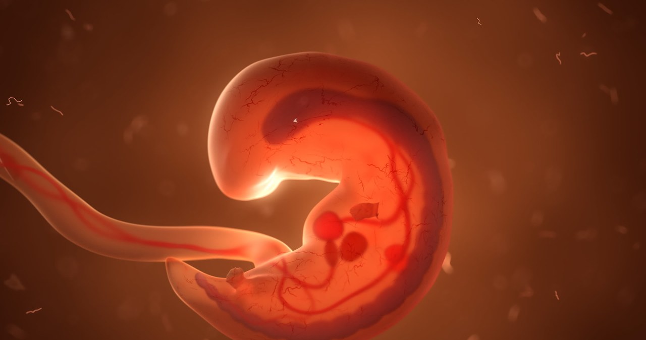 Mysie embriony bez udziały komórek jajowych i plemników udało się stworzyć dwu grupom badaczy /123RF/PICSEL /123RF/PICSEL