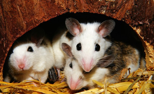 Mysie przyjaźnie sterowane światłem