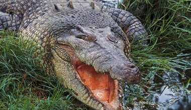 Myślał, że krokodyl to plastikowa atrapa, bo się nie ruszał. Pożałował tego