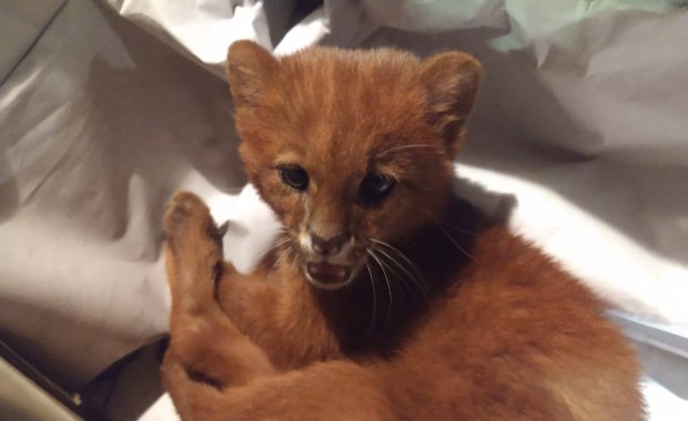 Myślała, że przygarnęła kotka. Okazał się… pumą