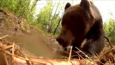 "Myślałem, że z lasu wyszedł kot". To była niedźwiedzica z pięcioma młodymi  