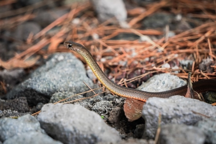Myślano, że to gatunek wymarły. Najmniejszy wąż świata odnaleziony