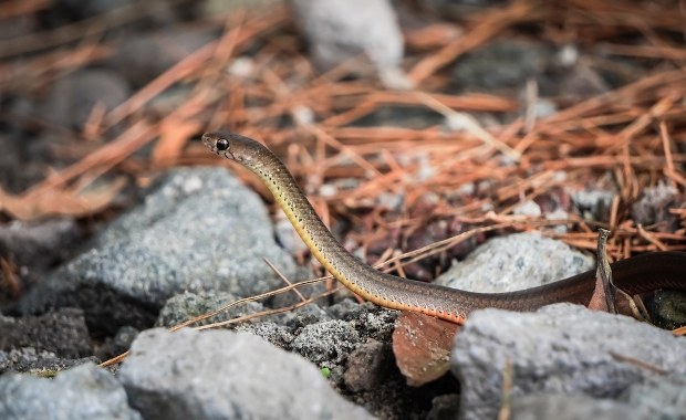 Myślano, że to gatunek wymarły. Najmniejszy wąż świata odnaleziony