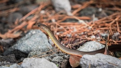 Myślano, że to gatunek wymarły. Najmniejszy wąż świata odnaleziony