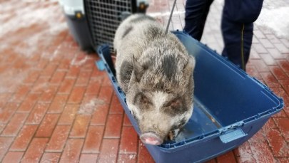 Myśleli, że to dzik. Po Wawrze spacerowała świnka wietnamska