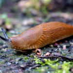 Myśleli, że to młodzież robi kawały. Winowajcą okazał się... ślimak
