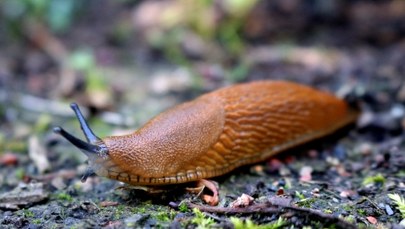 Myśleli, że to młodzież robi kawały. Winowajcą okazał się... ślimak