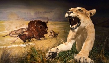 Myśleli, że to tygrysy. Okazało się, że to inny, o wiele większy kot