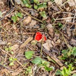 Myśleli, że to tylko liście. Kiedy je odgarnął, zobaczyli czerwony dywan