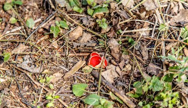 Myśleli, że to tylko liście. Kiedy je odgarnął, zobaczyli czerwony dywan