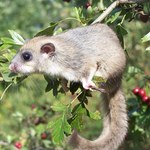 Myśleli, że w starej dziupli będą dzięcioły - mylili się. "Cudne pyszczki"