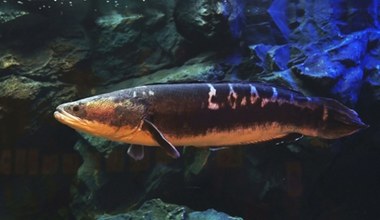 Myśleli, że wymarła. Niezwykła ryba wróciła po prawie 100 latach