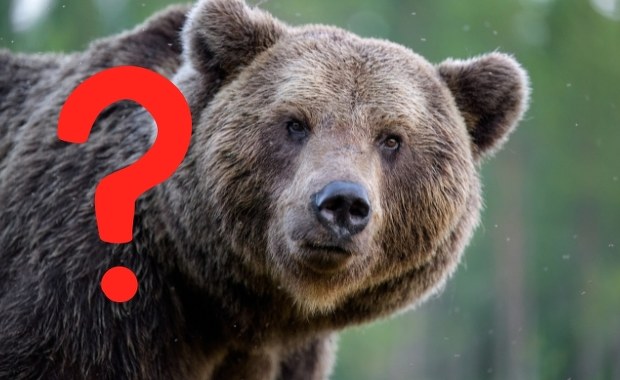 Myśleli, że zabił go niedźwiedź. Przerażająca prawda wyszła na jaw