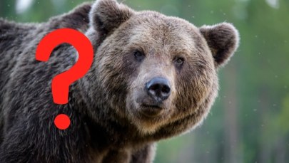 Myśleli, że zabił go niedźwiedź. Przerażająca prawda wyszła na jaw