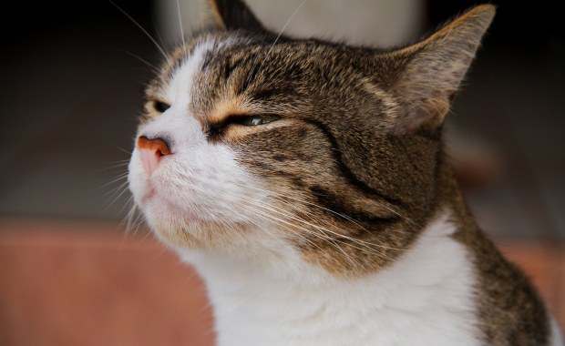 Myślisz, że kot Cię rozpoznaje? Badania węchu mruczków dają do myślenia