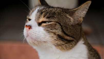 Myślisz, że kot Cię rozpoznaje? Badania węchu mruczków dają do myślenia