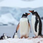 Myślisz, że to tylko mem? To "pebbling" - czuły sposób okazywania sympatii, którego podpatrzyliśmy u pingwinów