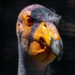 Myśliwi mogą zarobić łatwe pieniądze. Prosta decyzja, która ratuje ptaki