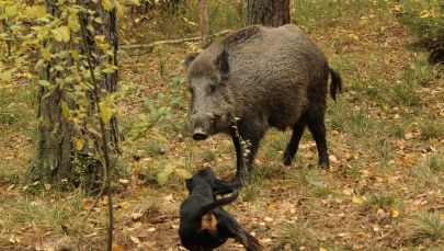 Myśliwi: Nowa specustawa będzie miała destrukcyjny wpływ na przyrodę