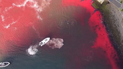 Myśliwi zabili 175 grindwali. Woda zabarwiła się na czerwono