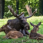 Myśliwi zastrzelili łosia. W polowaniu uczestniczyła elita łowiectwa