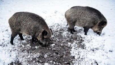Myśliwy: Nie chcemy likwidacji dzików! Pomóżcie nam Państwo w tej walce [LIST DO REDAKCJI] 