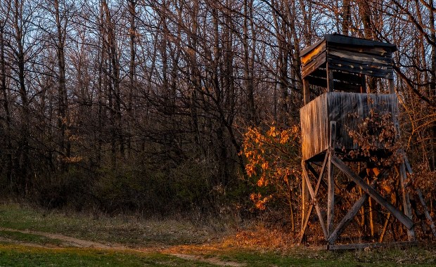 Myśliwy oskarżony o zabicie wilka. Twierdzi, że pomylił go z lisem