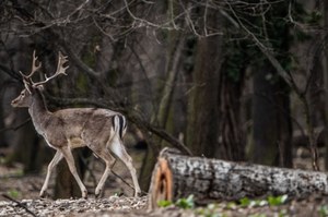Myśliwy skazany po 6 latach. Jego psy zagryzły jelenia 