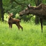 Myśliwy zabił samicę łosia z dzieckiem. Zapłaci karę, ale uniknie więzienia