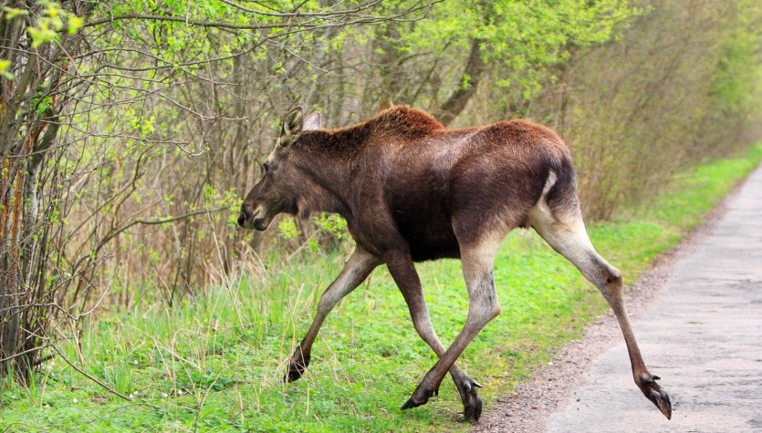 Myśliwy zapłaci Skarbowi Państwa 28 tys. zł za zabite łosie