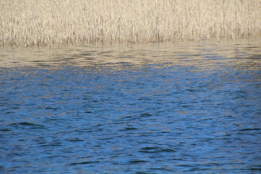 Mysłowice: 12-latek utonął w stawie. Policja wyjaśnia, jak do tego doszło