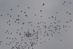 Mysłowice: Balony z imionami zmarłych dzieci poszybowały w niebo