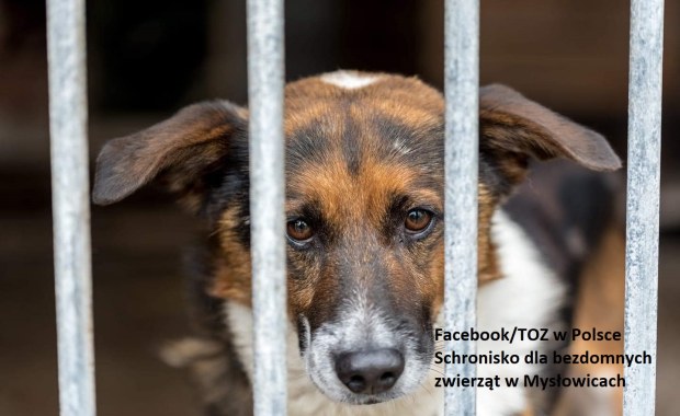 Mysłowice: Schronisko dla zwierząt kończy działalność. Pracownicy apelują o adopcje